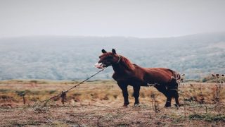 تفسير حلم الحصان الهائج