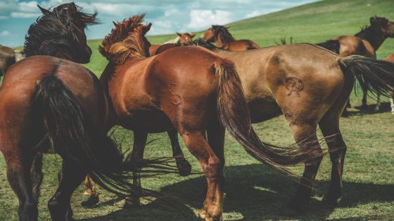 تفسير ذيل الحصان في الحلم – رؤيا ذيل الفرس في المنام