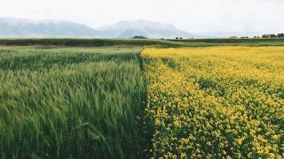 تفسير حلم الزرع الاخضر رؤية الارض الخضراء في المنام