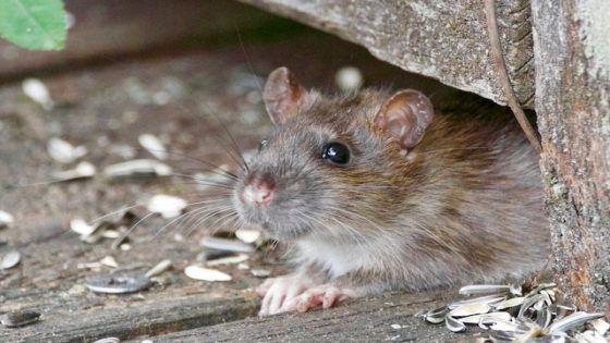 تفسير براز الفار في الحلم رؤية قاذورات الفئران في المنام