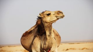 تفسير حلم لحم الجمل في المنام لابن سيرين