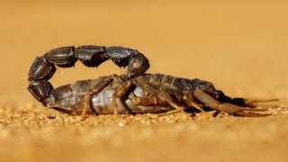 تفسير العقرب السوداء في المنام رؤية عقرب لونه اسود في الحلم
