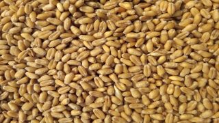 تفسير حلم الحنطة في المنام لابن سيرين