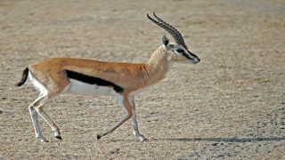 تفسير صيد الغزال في الحلم رؤية غزال لابن سيرين