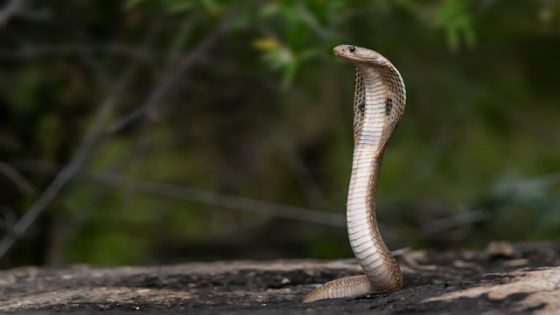 تفسير حلم افعى الكوبرا في المنام لابن سيرين