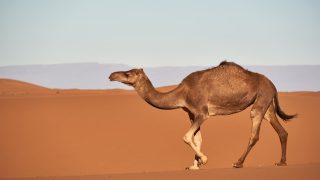 تفسير حلم هجوم الجمل او الجمل يطاردني في المنام