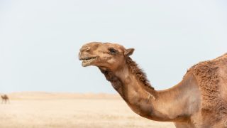تفسير رؤية ذبح الجمل في المنام