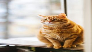 ضرب قطة في المنام