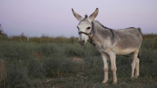 تفسير رؤية الحمار في المنام وتفسير الحمير في الحلم بالتفصيل