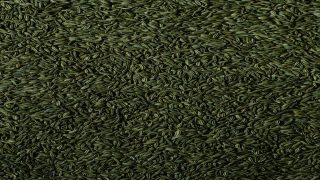 هل حبه حلوه هي الشمر؟