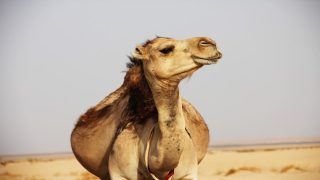 تفسير الجمل في الحلم