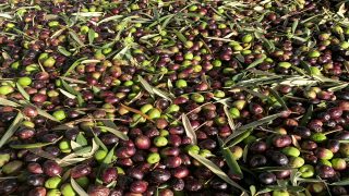 تفسير حلم الزيتون